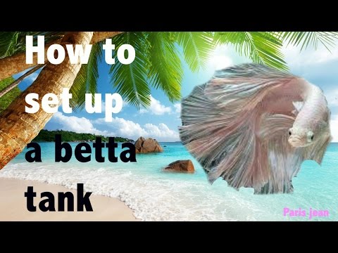 HOW TO CORRECTLY SET UP A BETTA FISH TANK