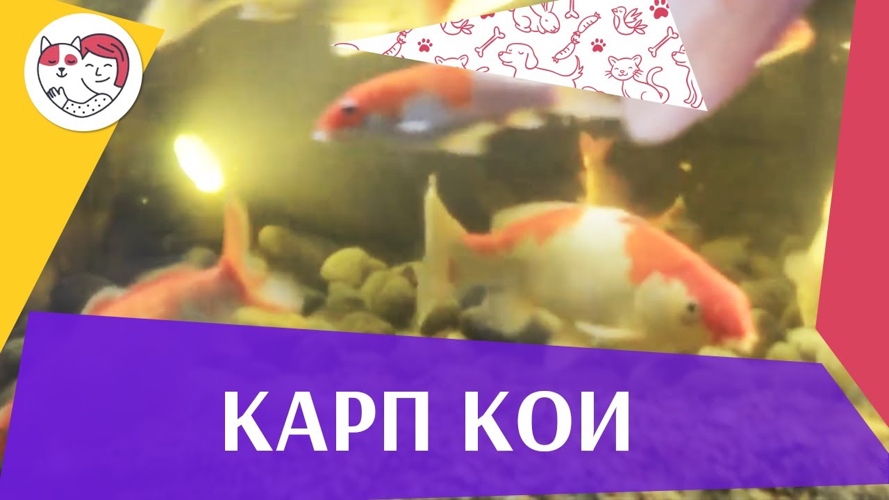 Карп кои Рацион на ilikepet