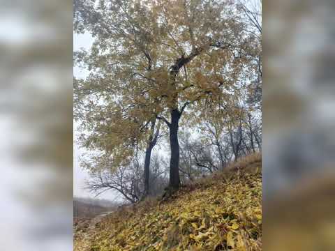 Peisaje naturale din satul Mironesti județul Giurgiu