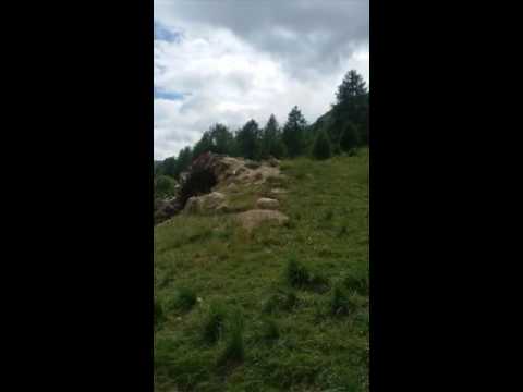 Marmotte in valle Stura  (Cuneo)