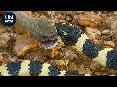 Most Terrifying SNAKE Attacks Ever Recorded!! | Animal Fights