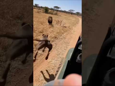 Pitbull Attacks Lion To Save Deer #viral #foryou #lion