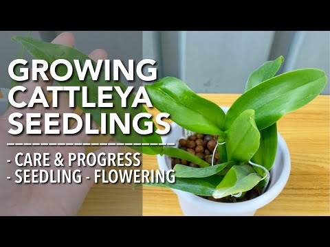 CATTLEYA ORCHID SEEDLINGS CARE | How To Care for Cattleya Seedlings | Paano Mag-Alaga ng Cattleya