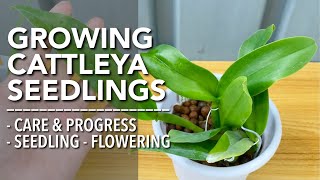 CATTLEYA ORCHID SEEDLINGS CARE | How To Care for Cattleya Seedlings | Paano Mag-Alaga ng Cattleya