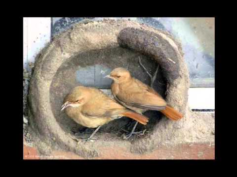 Hornero urban (Clint Eastwood-Changeling soundtrack) VAC