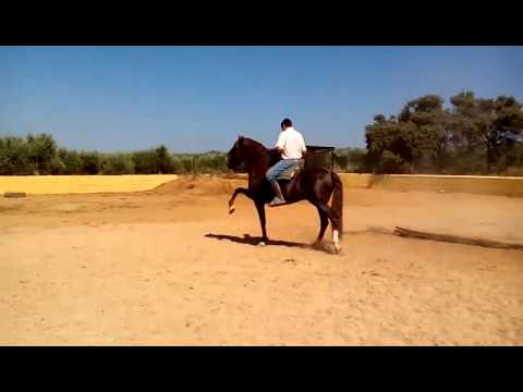 PICADERO MANOLIN SEQUERA " ANDUJAR