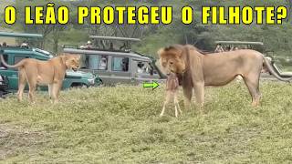 O leão não deixou a leoa devorar o filhote?