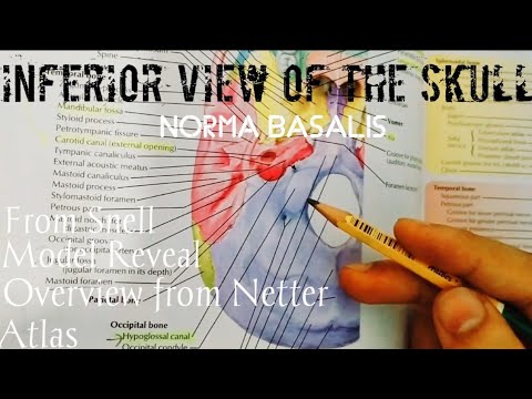 INFERIOR VIEW OF THE SKULL 💀||NORMA BASALIS||HEAD AND NECK GROSS ANATOMY || 05