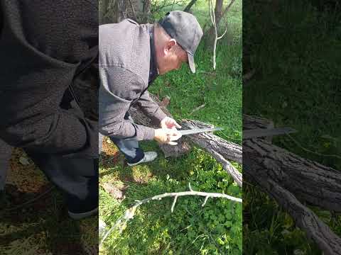 Lindo día en Pencahue, región del Maule. 🇨🇱Recogiendo lo que nos da la naturaleza