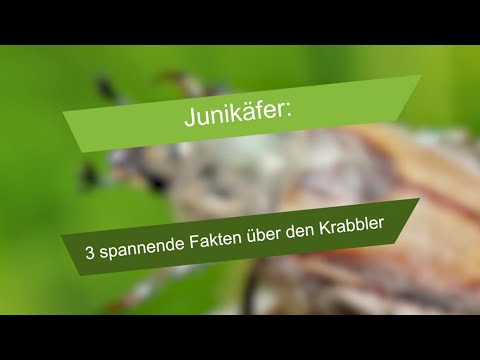 Junikäfer: 3 spannende Fakten über den Krabbler
