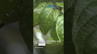 30 Wilayah Potensi Hujan Lebat, Peringatan Dini Jumat 24 Februari 2023