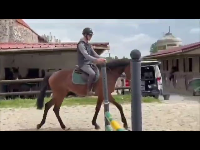 Adorable jument idéale loisir 