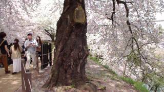 preview picture of video 'Cherry blossom blizzard in Yamagata City'