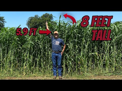 Baling 70 Acres of Sorghum that made 254 BALES!!