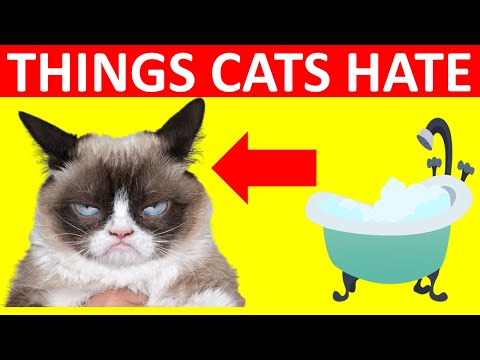 Things Cats Hate the Most