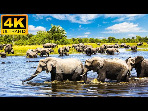 🔴 4K Wildlife of Okavango Delta Area, Botswana - 11 Hours of Wild Animals of Africa