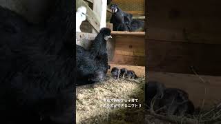 人生気楽に