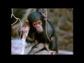 Really Wild Animals Swinging Safari Young Thing Instrumental