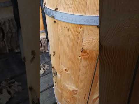 Artgerechte (be)handlungsfreie BienenErhaltung - Beenature Project!