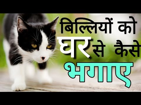 बिल्ली को घर से कैसे भगाऐ? Billi Ko Ghar Sai Kaise Bhagaye? Billi Ko Ghar Sai bhagane Kai tarike?