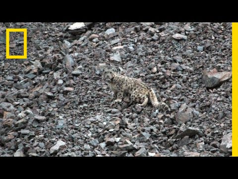 Snow Leopards Tagged in Afghanistan — A First | National Geographic