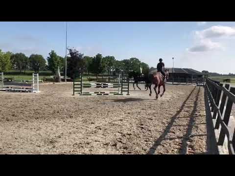 5yo gelding Cascor Z x Arezzo VDL