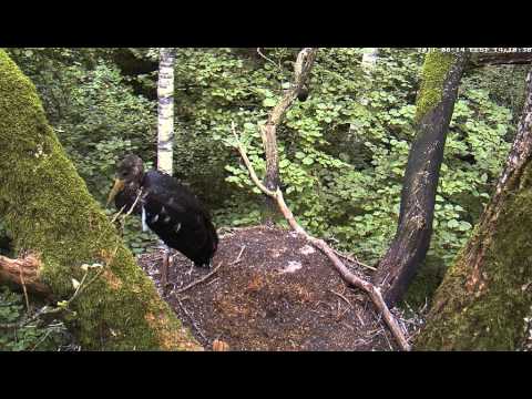 Neli home alone August 14