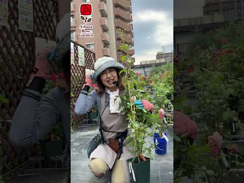 なぜバラの茂みにニンニクを加えるのですか？おばあちゃんが教えた、いい香りのバラを育てるためのヒント  庭園