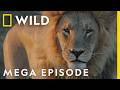 Savage Kingdom Season 4 MEGA EPISODE Compilation Nat Geo Wild