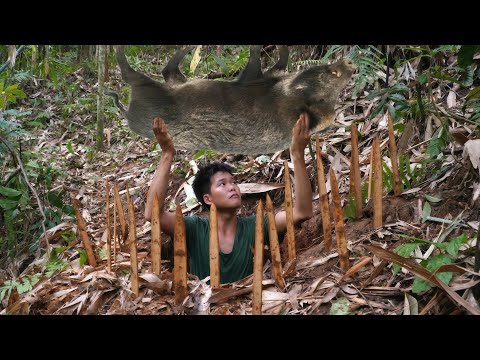 Going into the forest to trap wild boars, a giant wild boar fell into the trap, life in the wild