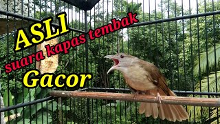 Download lagu SUARA ASLI KAPAS TEMBAK GACOR BUKA EKOR mp3