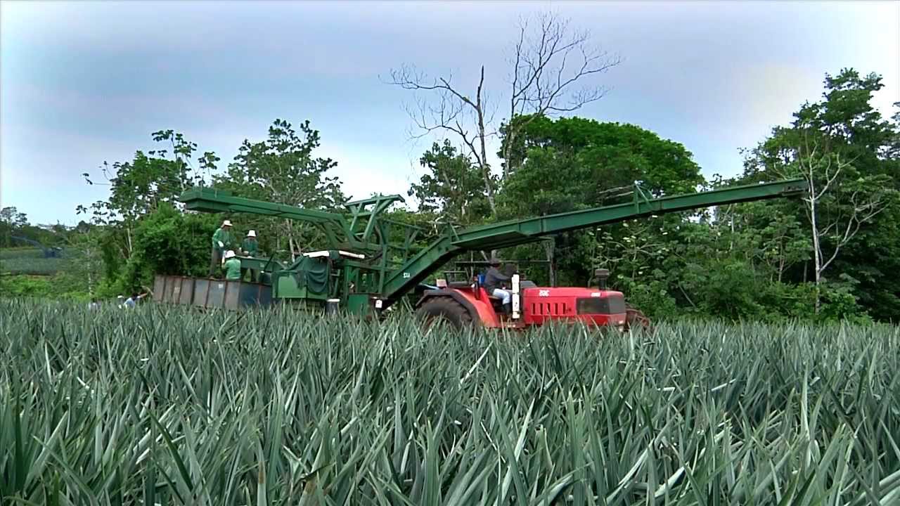 DOLE - Harvesting Pineapples