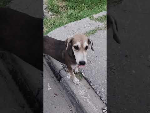 my biggest fear #trending #dog #shorts #pets #love #cute #viral #video