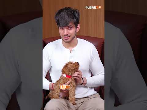 Top 5 Dog Breeds for First-Time Owners | Beginner-Friendly & Adorable #puppiezo #shortsvideo #puppy