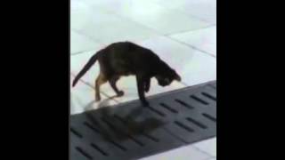 Mouse thought he was safe   he was wrong