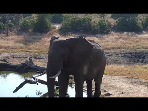 Djuma: Lone Elephant bull at pan - 08:42- 06/06/19