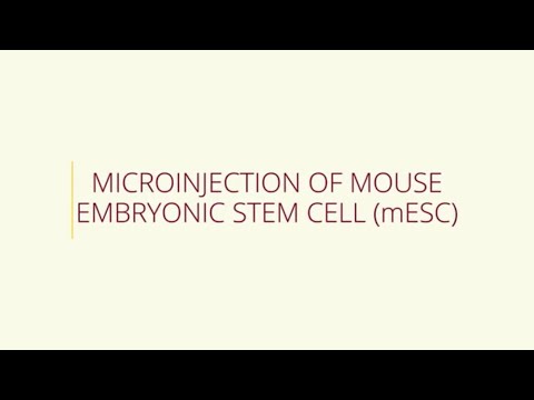 Microinjection of Mouse Embryonic Stem Cell (mESC)