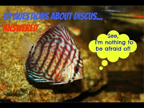 10 Questions Anwsered About Discus