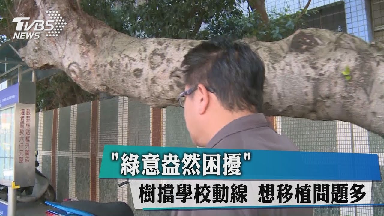 「綠意盎然困擾」 樹擋學校動線!想移植問題多