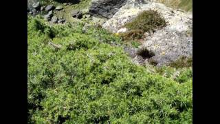 South Stack in Anglesey North Wales