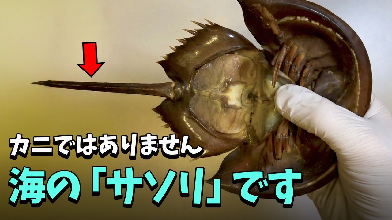 95%が知らないカブトガニの衝撃的な正体(甲殻類ではありません)