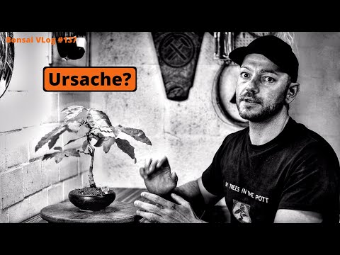 Verschiedenblättrige Eiche - Quercus x heterophlylla [Drahten] | Bonsai VLog #137