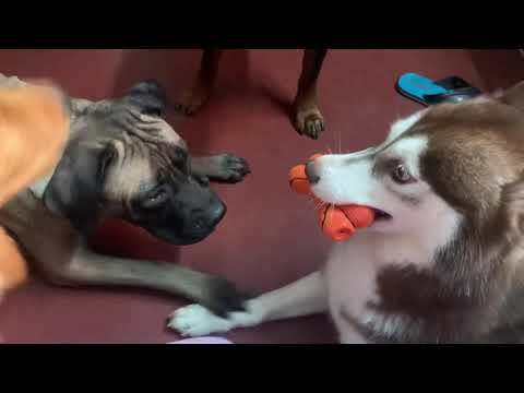 Husky vs 5 Dogs | watch English Mastiff, chow chow, Rottweiler, saint bernard and golden retreiver