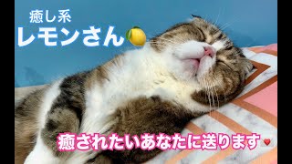 癒し系にゃんこ レモンさんのかわいいとこだけ集めました