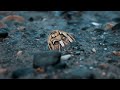 Tall Tales The Coins Forge Reforge Forgery