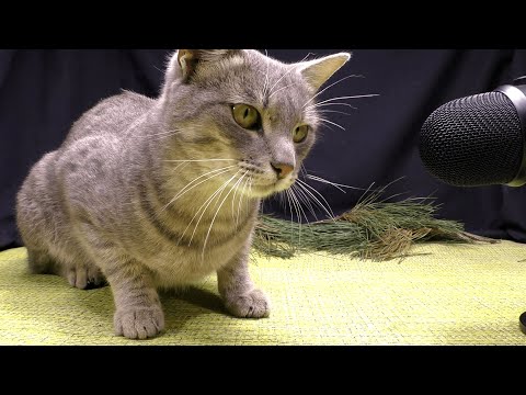 Cat eating fish asmr | Animal asmr 211