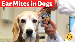 How to get rid of Ear Mites in Puppies and Dogs?
