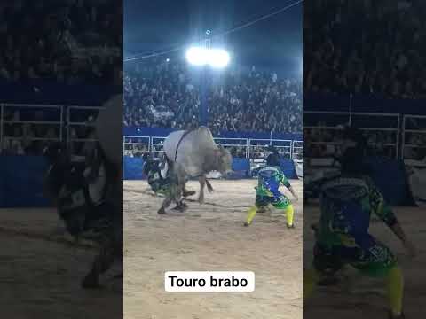 Touro brabo Rodeio Valparaíso de Goiás #goiás #rodeio #mundo