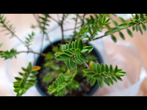 New bonsai in training...4th of July 2020