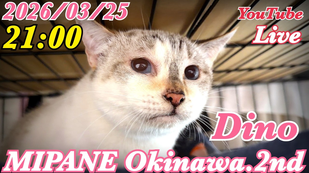 【LIVE】 白血病キャリア『ミマ』の経過・療養中の『ミッツ・モモ』の様子・全国より里親大募集中！